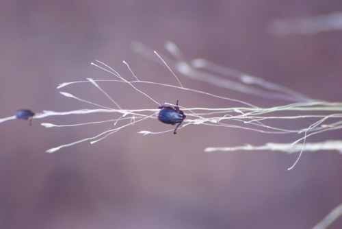 A close-up of a small black insect perched on thin, dry grass strands against a blurred background.