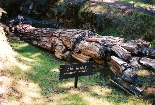A large fallen log named "The Giant," measuring 60 feet long and 6 feet wide, resting on grassy ground.