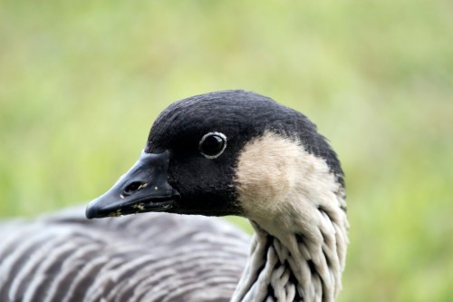 Close-up of a bird with a black head, white neck, and gray body, set against a blurred green background.
