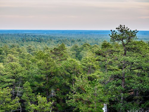 A panoramic view of dense green pine trees stretching across the horizon under a soft, cloudy sky.