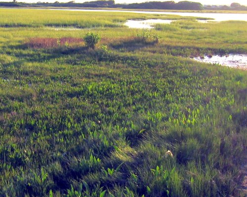 Lush green marshland with tall grasses and small shrubs, reflecting sunlight over a serene waterway.