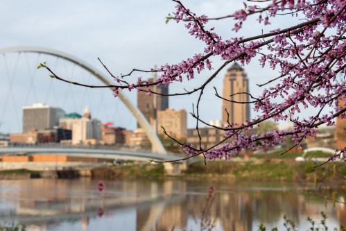 Cherry blossoms frame a city skyline with a bridge over a river, showcasing springtime beauty.