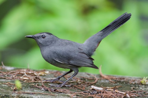 A small gray bird with a long tail stands on a mossy surface, surrounded by green foliage.
