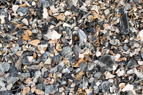 A close-up view of a sandy beach covered in a variety of seashells and small stones in different colors and textures.