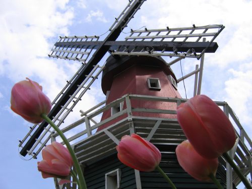 A windmill with a red base and white structure, surrounded by pink tulips under a blue sky with clouds.
