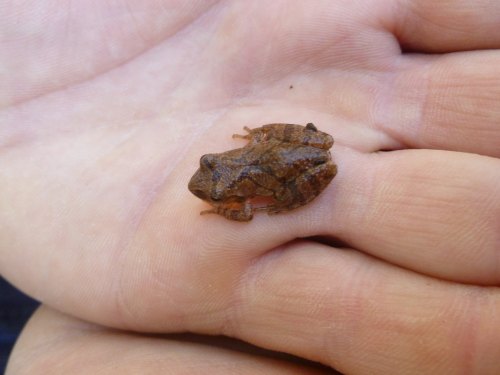 A small brown frog resting on a person's open palm, showcasing its textured skin and tiny limbs.