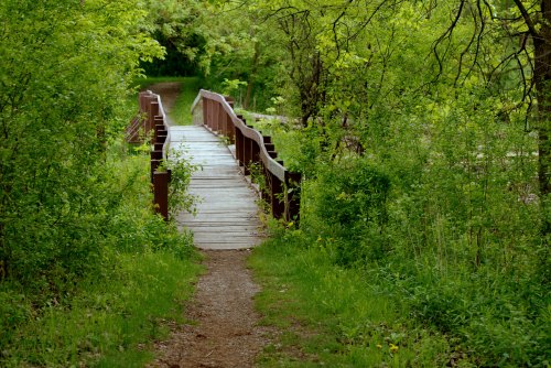 A wooden bridge leads through lush greenery, connecting a path to a serene natural setting.