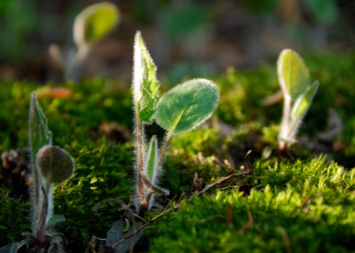 Close-up of young green plants with fuzzy leaves growing on a bed of moss in soft natural light.
