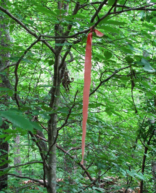 A pink ribbon hangs from a tree branch, surrounded by lush green foliage in a forest setting.