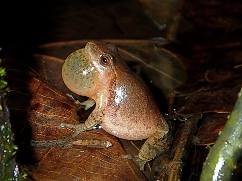 A frog with a swollen throat sits on brown leaves, ready to croak in its natural habitat.