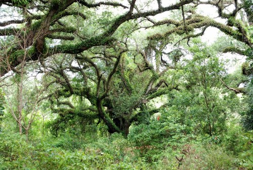 A dense forest scene featuring a large, sprawling tree with moss-covered branches and lush green foliage.