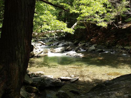 A serene river flows through a lush green forest, with sunlight filtering through the trees and rocks lining the water.