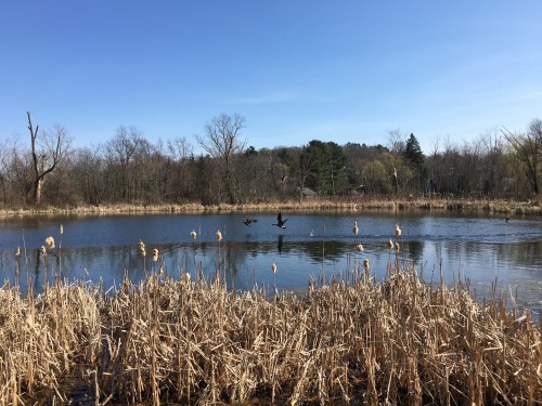 A serene pond surrounded by tall grasses and trees, with two ducks flying over the water under a clear blue sky.