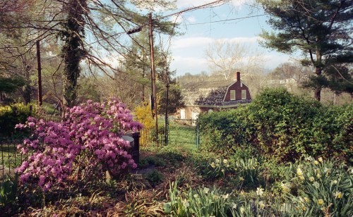 A vibrant garden with pink azaleas and lush greenery, featuring a quaint house in the background under a clear sky.