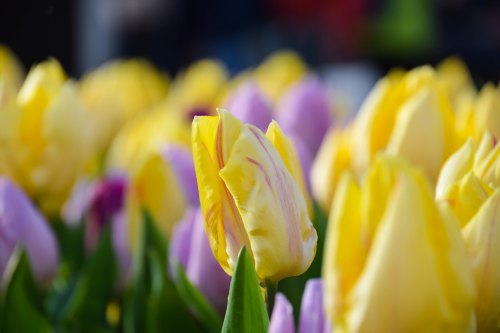 A close-up of vibrant yellow and purple tulips in a garden, with soft petals and green leaves.