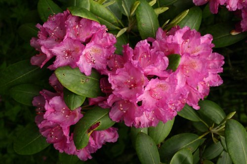 A cluster of vibrant pink rhododendron flowers surrounded by green leaves.