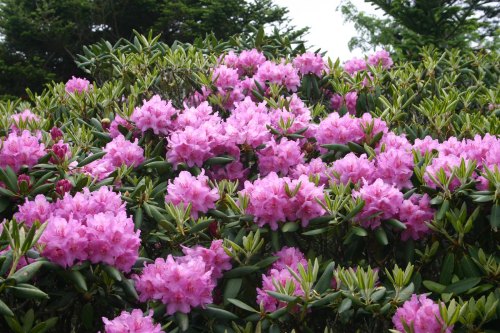 A lush bush covered in vibrant pink rhododendron flowers surrounded by green leaves.
