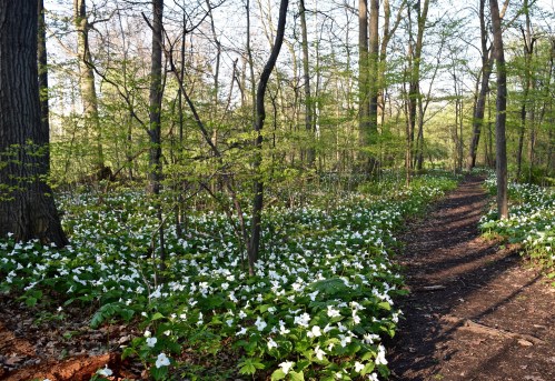 A serene forest path lined with blooming white flowers and lush green trees in early spring.