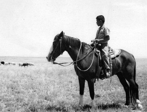 A young boy sits on a horse in a grassy field, watching cattle in the distance on a sunny day.