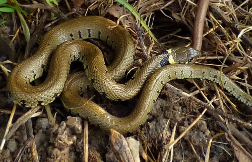 A coiled snake with a patterned body resting on the ground among twigs and grass.