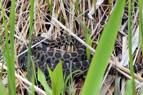 A coiled snake blends into the dry grass and green foliage in a natural setting.