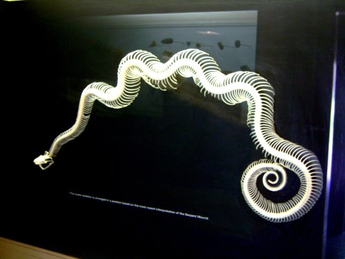 A skeletal model of a serpent displayed against a dark background, showcasing its elongated, coiled structure.