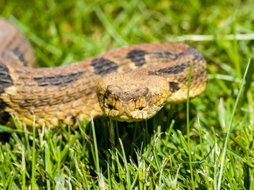 A close-up of a snake resting on green grass, showcasing its textured scales and distinctive head shape.