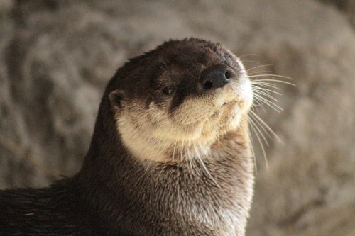 A close-up of an otter with a curious expression, featuring whiskers and a textured fur coat against a rocky background.