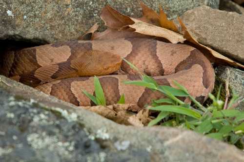 A brown and orange snake coiled among rocks and fallen leaves, blending into its natural surroundings.