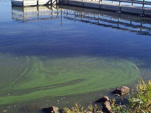 Green algae blooms swirl in calm water near a wooden dock, with rocks and grass visible along the shore.