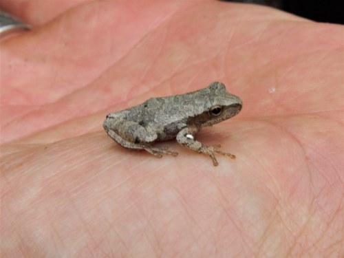 A small gray frog sitting on a person's open palm, showcasing its textured skin and delicate features.