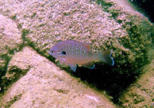 A colorful fish with blue spots swimming near rocky underwater terrain.