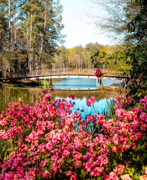 A serene pond surrounded by vibrant pink flowers and trees, with a wooden bridge crossing over the water.