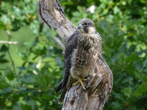 A young hawk perched on a tree branch, surrounded by green foliage.