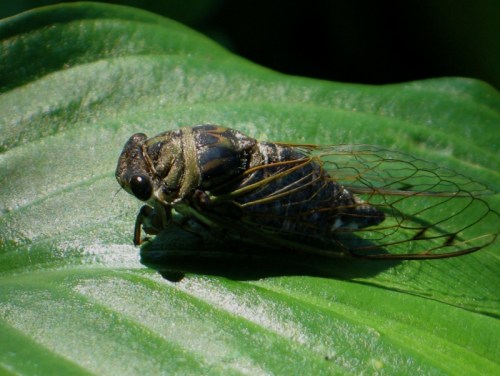 A close-up of a cicada resting on a green leaf, showcasing its detailed body and translucent wings.