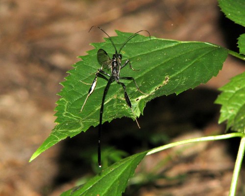 A black insect with long legs perched on a green leaf in a natural setting.