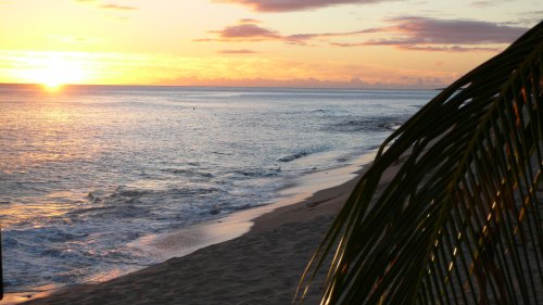 Sunset over a calm ocean, with gentle waves lapping at a sandy beach and a palm frond in the foreground.