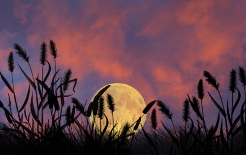 A full moon rises behind silhouetted grass and clouds, creating a serene twilight scene.