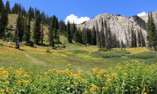 A vibrant meadow filled with yellow flowers, surrounded by tall trees and rocky mountains under a clear blue sky.