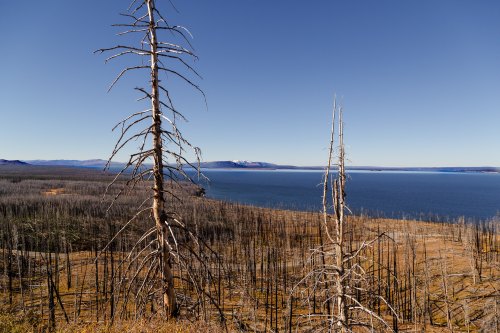 A view of a lake surrounded by a landscape of dead trees and mountains under a clear blue sky.