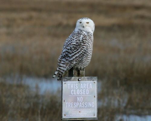 A snowy owl perched on a post next to a "No Trespassing" sign in a natural setting.