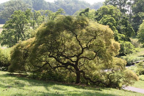 A sprawling tree with a wide canopy and intricate branches, surrounded by lush greenery in a serene landscape.