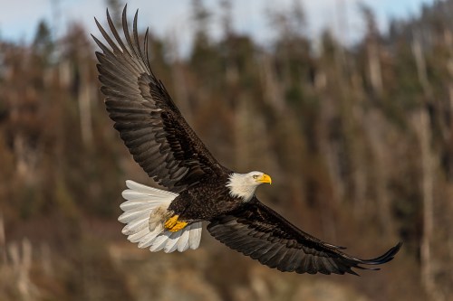 A majestic bald eagle soaring with outstretched wings against a blurred forest background.