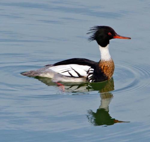 A male merganser swimming on calm water, showcasing its distinctive black and white plumage and striking red bill.