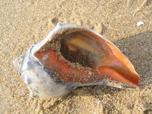 A large, open seashell resting on sandy beach, revealing its smooth, colorful interior.