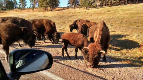 A herd of bison, including a calf, grazes near a road in a grassy area with trees in the background.