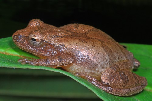 A brown frog resting on a green leaf, showcasing its textured skin and rounded body.