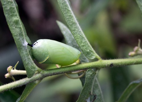 A close-up of a green chrysalis hanging from a leaf, surrounded by greenery.