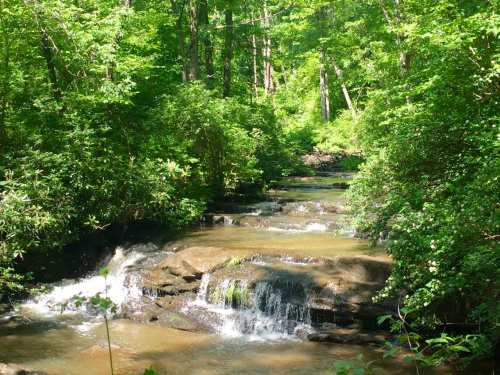 A serene stream flows over rocks, surrounded by lush green trees and foliage in a peaceful forest setting.