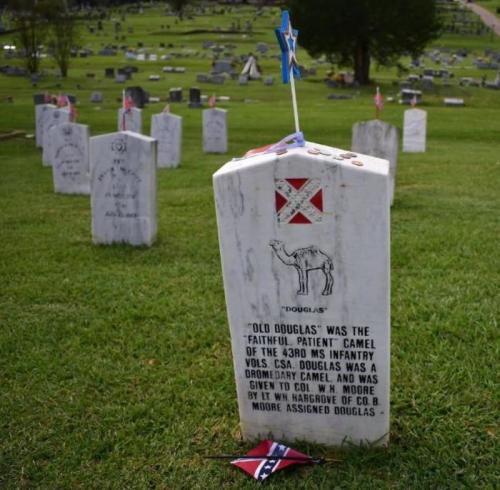 Gravestone of "Old Douglas," a camel from the 43rd Mississippi Infantry, with a Confederate flag and decorative star.